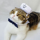 Chats réglés de marine portant à la mode adorable de vêtements tout logo disponible fournisseur